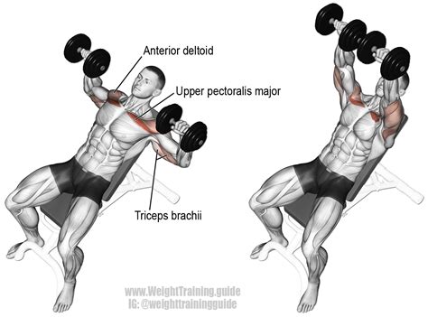 Set an adjustable bench to an incline of 30-45 degrees. Lie on your back on the bench and hold a pair of dumbbells directly above your shoulders with your arms fully extended. Pull your shoulder blades together, and slightly stick out your chest. Lower both dumbbells to the sides of your chest. Pause, and then press the dumbbells back to the ... 